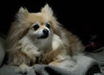 Kujo, the Pomeranian