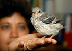 A captive mockingbird