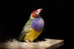 An Australian Gauldian