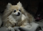 Kujo