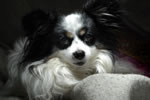 Pixie